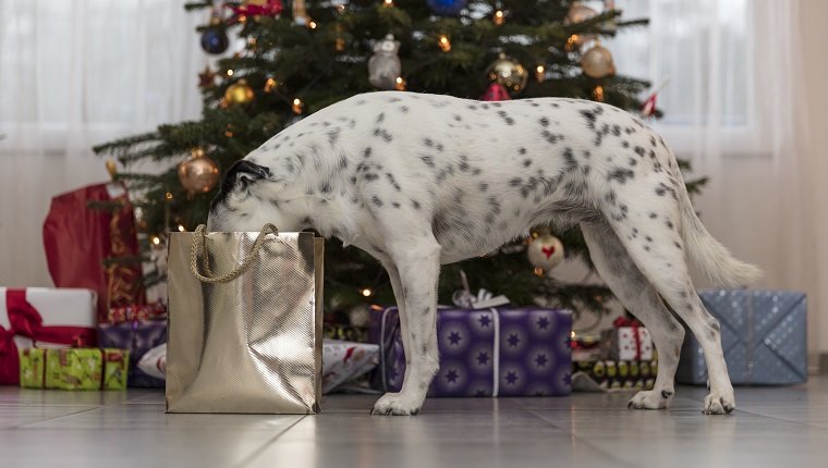 Ein Mischlingshund untersucht eine Tasche mit Weihnachtsgeschenken