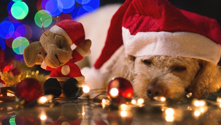 Netter kleiner Hund, mit Sankt-Kostüm, einigen Weihnachtsverzierungen und einigen unscharfen Lichtern im Hintergrund.