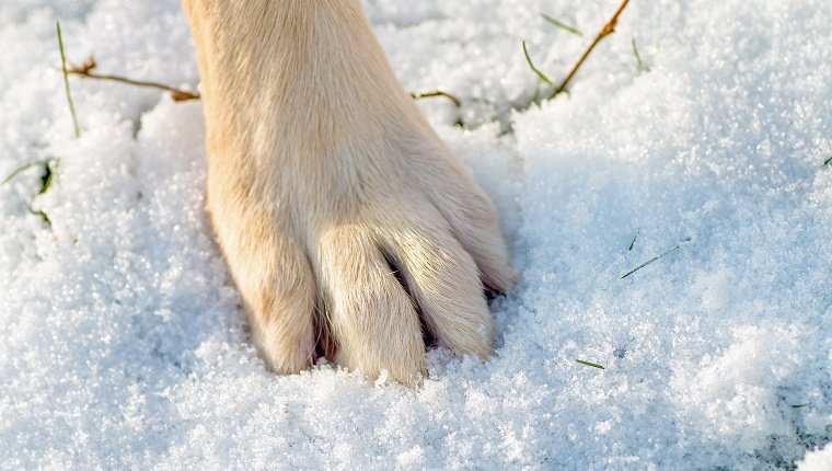 Nahaufnahme von Beinen eines Tieres, großer Tierfuß, Tatze des Hundes im frischen Schnee. Sie müssen sich im Schnee um das Hundekissen kümmern, besonders mit dem optionalen Salz in.