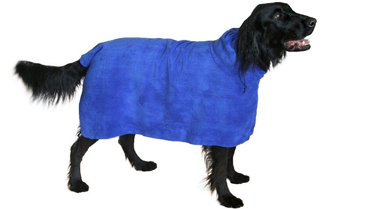 Ein schwarzer Hund modelliert ein blaues, tragbares Handtuch, das wie ein Bademantel für Hunde vor einem weißen Hintergrund aussieht.