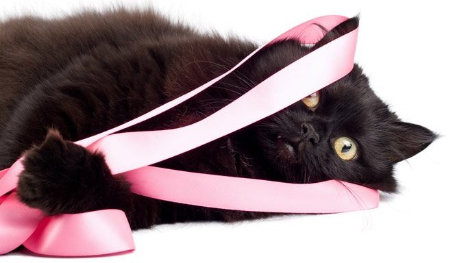 Katze in rosa Schleife gewickelt