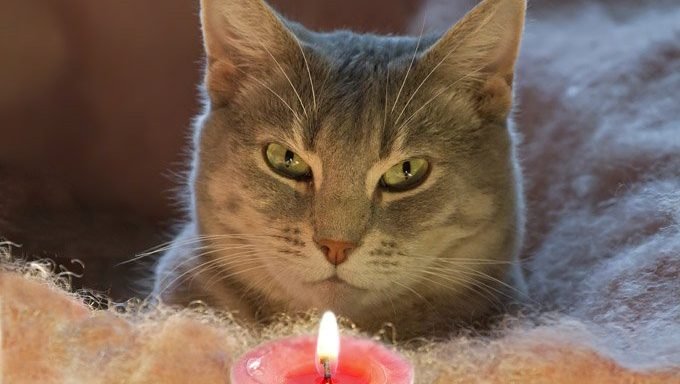 Katze, die Kerze betrachtet