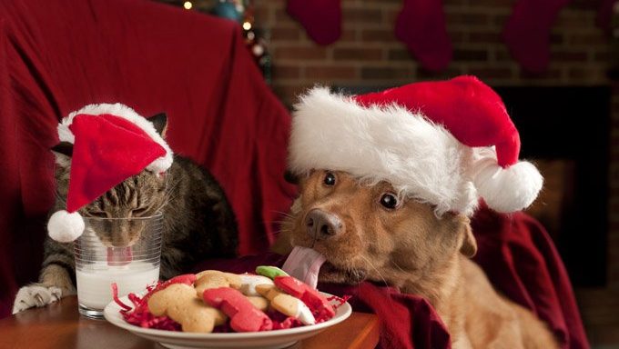 Katze und Hund essen Weihnachtsplätzchen und Milch