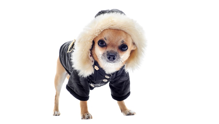 Ein kleiner Hund trägt einen dicken Mantel mit einer Kapuze vor einem weißen Hintergrund.