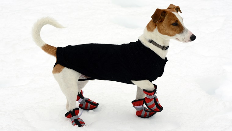 Ein Jack Russell Terrier geht im Schnee mit einem Mantel und Stiefeln.