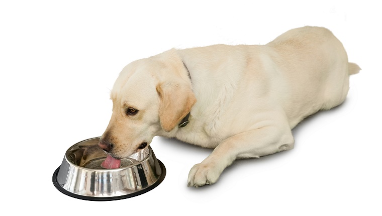 Ein Labrador Retriever trinkt Wasser aus einer silbernen Schale.