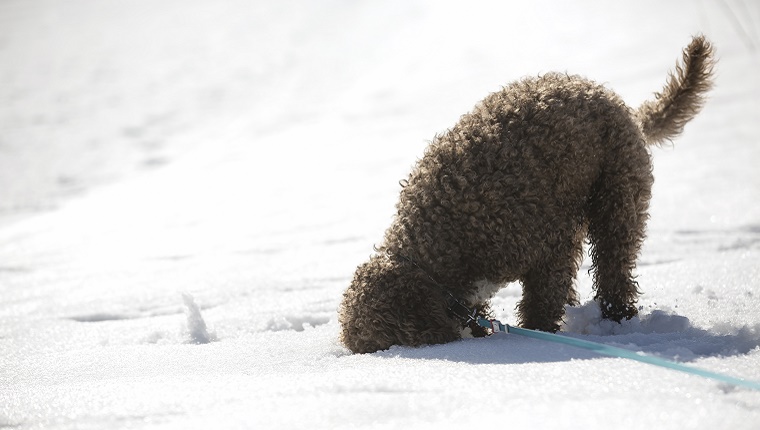 Ein grauer, lockiger Hund an der Leine vergräbt sein Gesicht im Schnee.