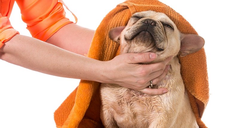 Eine Frau trocknet eine kleine Bulldogge mit einem orangefarbenen Handtuch ab.