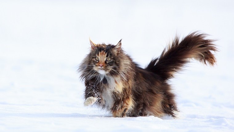 Eine Katze mit langem Fell geht durch den Schnee.
