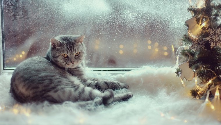 Eine graue Katze sitzt vor einem gefrosteten Fenster neben einer Weihnachtsdekoration mit falschem Baumwollschnee.