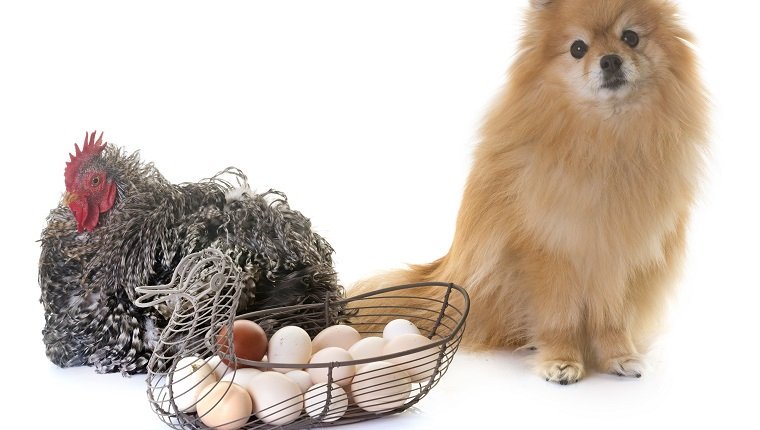 Können Hunde Eier essen? Sind Eier sicher für Hunde? Haustiere Welt