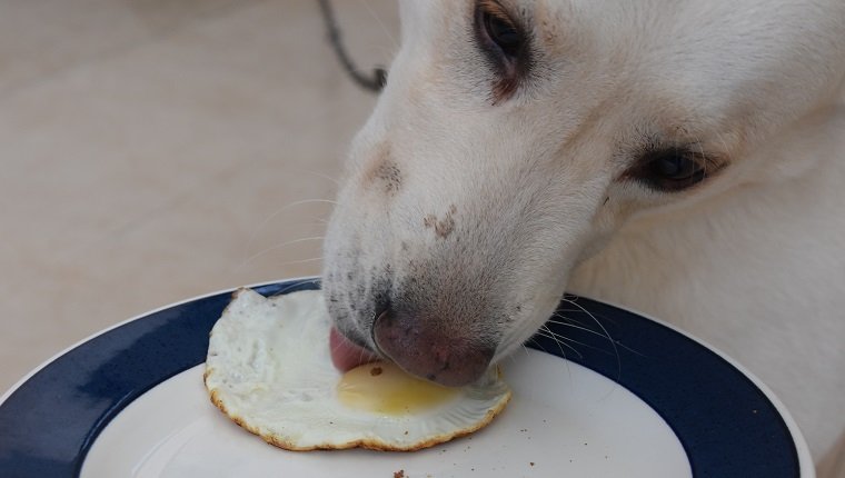 Hund bekommt Frühstück