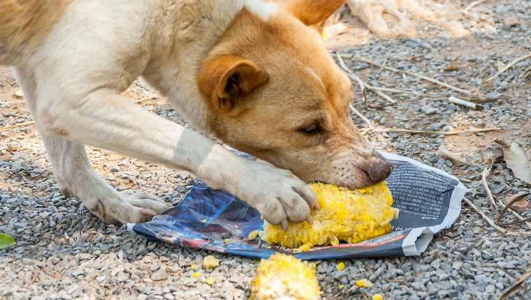 Können Hunde Mais essen? Ist Mais sicher für Hunde? Haustiere Welt