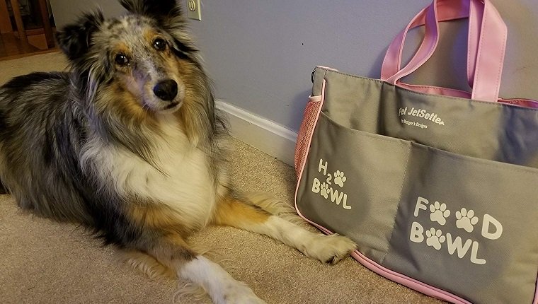 Hund mit Tasche