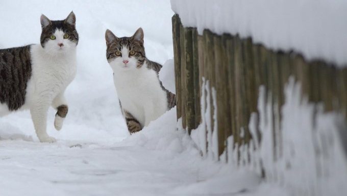 wilde Katzen im Schnee