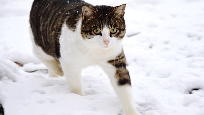 Katze, die in Schnee geht