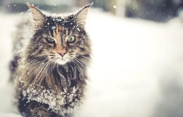 long haired cat in snow
