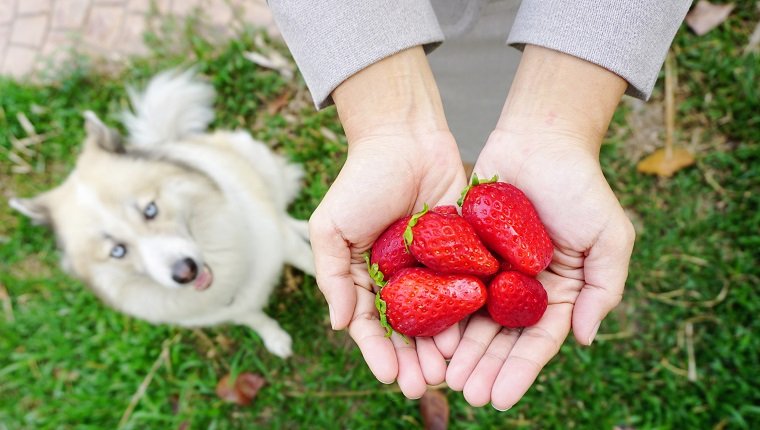 Nahaufnahme Detail der frischen roten Erdbeeren auf Menschenhand mit schönen Hund sitzt auf dem Garten Hintergrund