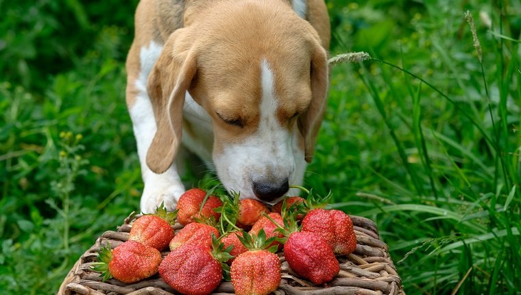 Der Spürhundhund, der im Sommergarten schnüffelt, wählte frisch rote Erdbeeren in einem Weidenkorb aus