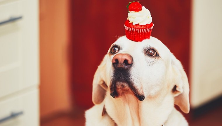 Netter Hund mit kleinem Kuchen in kichten. Labrador Retriever hält Kuchen auf dem Kopf.