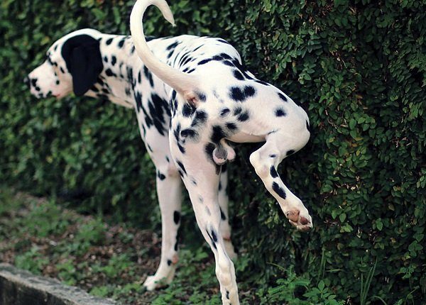 Dalmatian Urinating On Plants, possibly has prostatitis