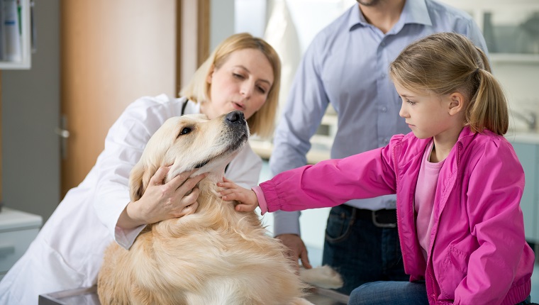 Ein weiblicher Tierarzt, der mit einem Hundebesitzer über die Gesundheit des Haustieres spricht.