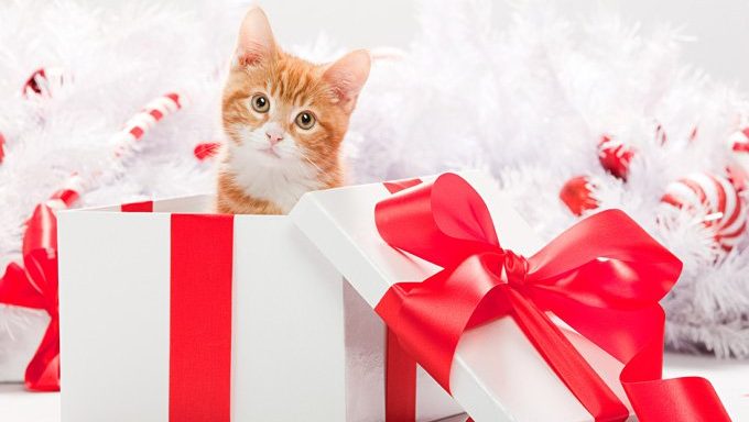 Katze in Geschenkbox