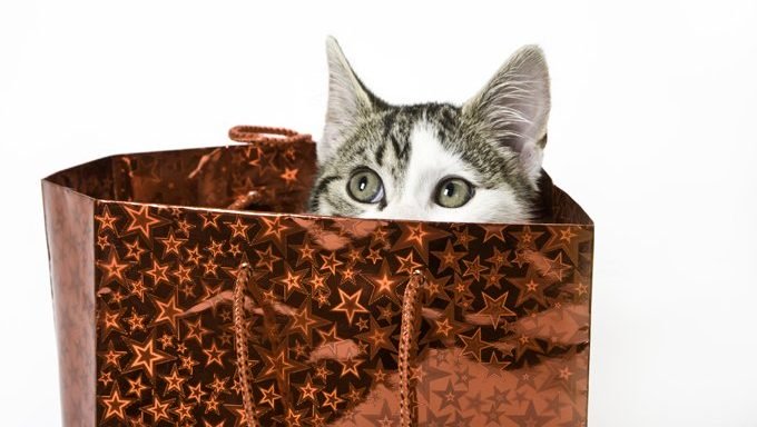 Katze in Geschenktüte