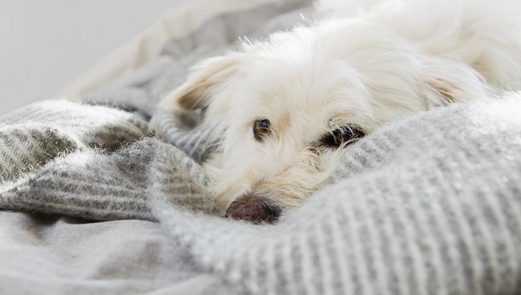 HundeGrippe (HundeInfluenza) Symptome, Ursachen und Behandlungen