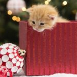 kitten in christmas present box