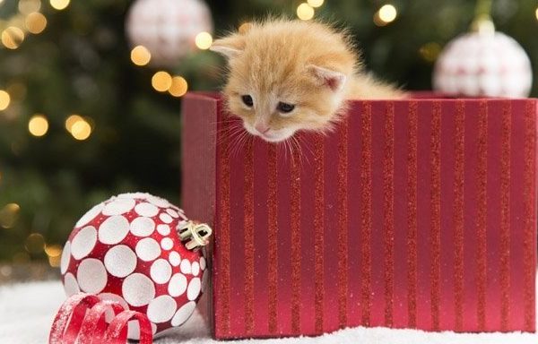 kitten in christmas present box