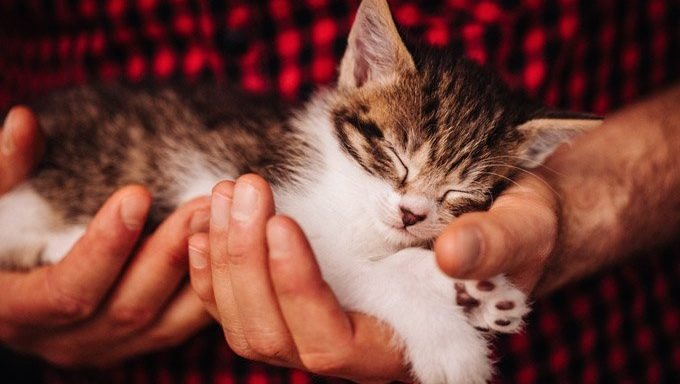 Kätzchen in Menschenhand