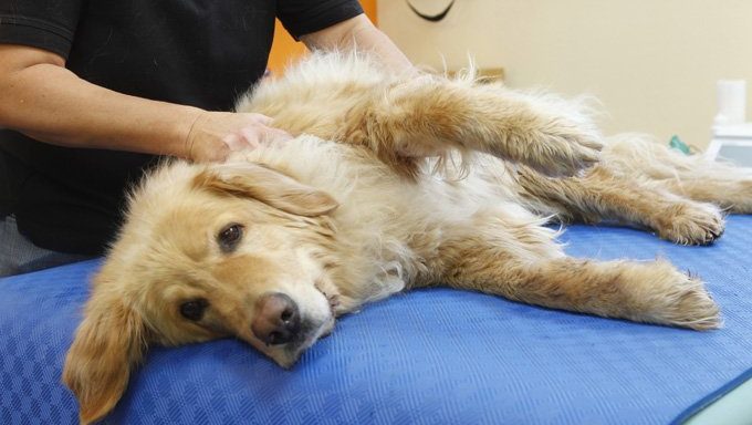Hund beim Chiropraktiker