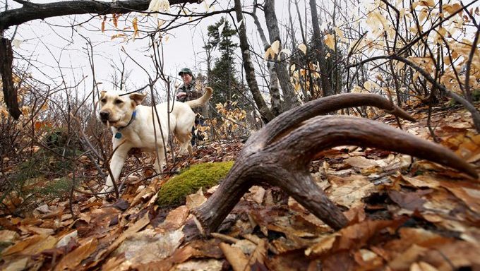 Hund auf der Suche nach Geweih im Wald
