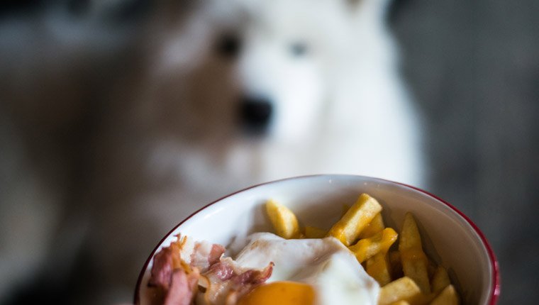 Können Hunde Kartoffeln essen? Sind Kartoffeln sicher für Hunde