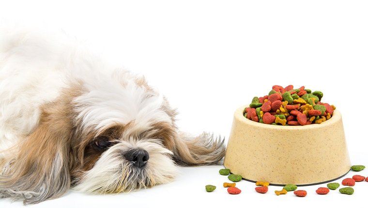 Hund langweilen sich mit Hundefutter, Magersucht. Selektiver Fokus auf Lebensmittel Pellets