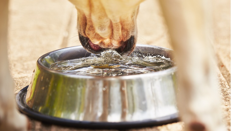Ein Labrador Retriever trinkt Wasser aus einer silbernen Schüssel.
