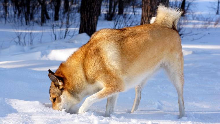 Ein Hund mit dickem Fell gräbt und schnüffelt im Schnee.