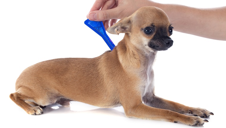 Ein Chihuahua legt sich hin, während eine Person Zeckenmedikamente anwendet.