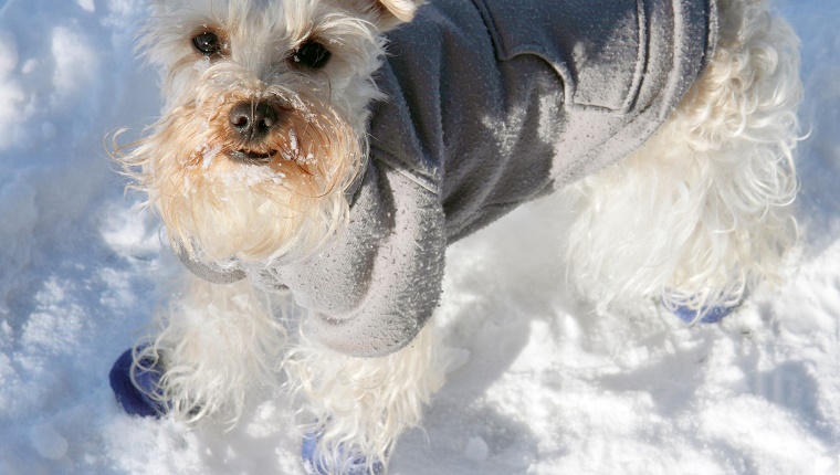 Ein kleiner weißer Hund trägt einen Mantel und Gummistiefel im Schnee.