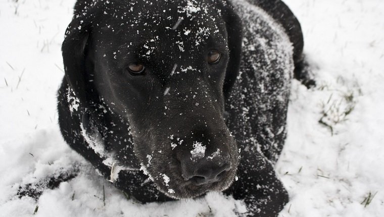 Schwarzer Labrador-Apportierhund, der im Schnee spielt.