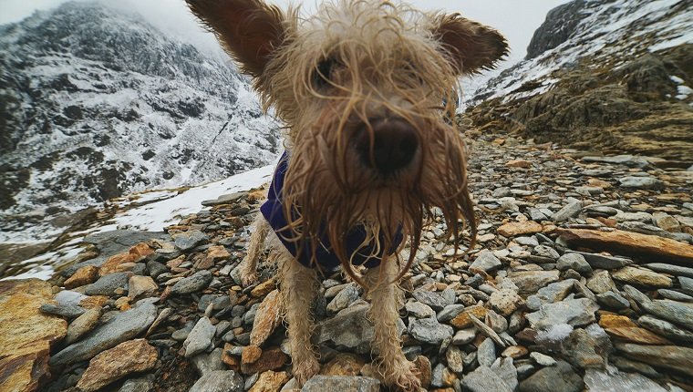 Haariger Hund Auf Rocky Mountain