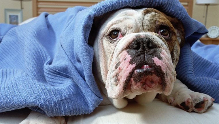 Englische Bulldogge, die unter Decke auf Bett, Nahaufnahme liegt