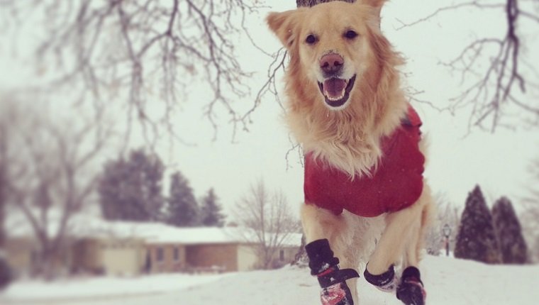 Tragende Jacke und Stiefel des goldenen Apportierhunds, die in Richtung zur Kamera im Schnee, im Hauptvorgarten, in den Häusern und im Baum im Hintergrund laufen.