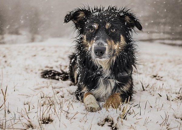A fully wet tricolor border collie playing in the snow