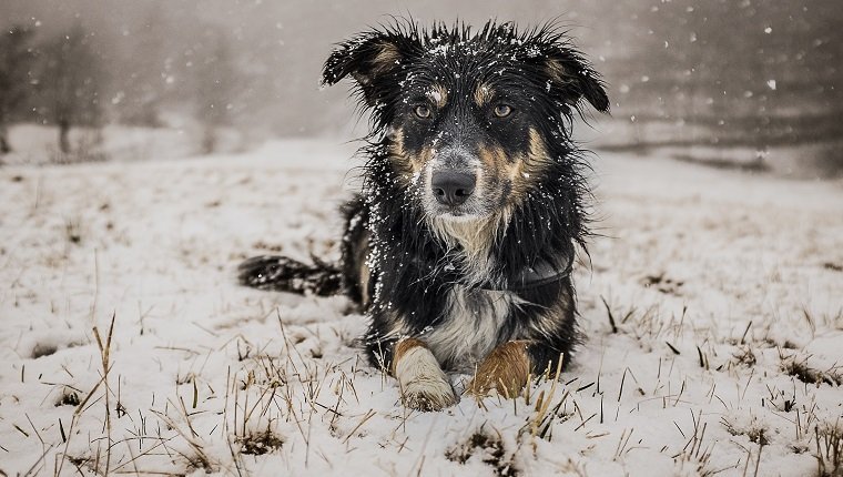 A fully wet tricolor border collie playing in the snow