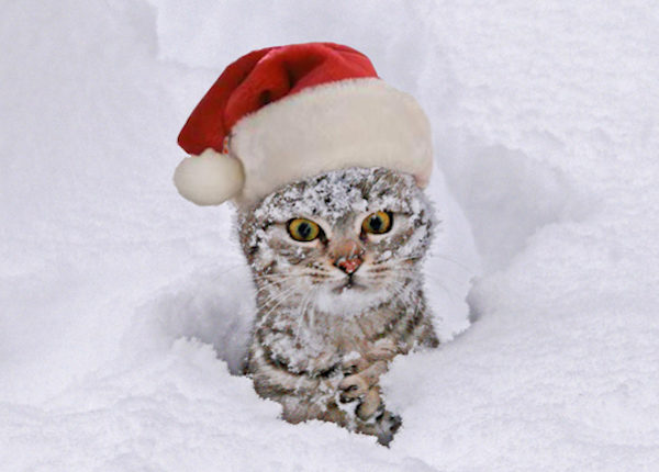Schauen Sie sich Islands Super Weird Yule Cat Christmas Mythos an