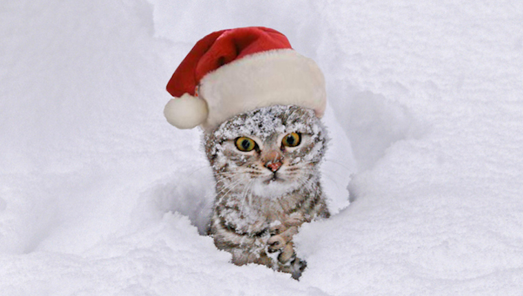 Schauen Sie sich Islands Super Weird Yule Cat Christmas Mythos an