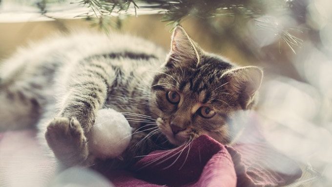 Katze auf Decke im Winter
