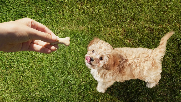 Persönlicher Perspektivenhaustierhalter, der Festlichkeit über dem Hund leckt Lippen im Gras hält